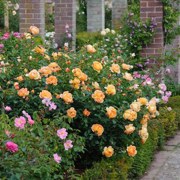 夏洛特夫人Lady of Shalott