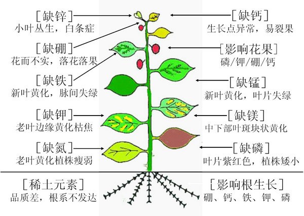 各種微量元素缺少后的表現(xiàn)。