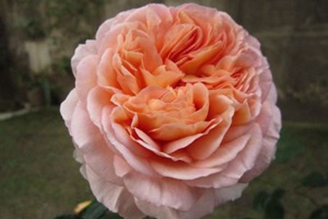 亞伯拉罕·達比（Abraham Darby）