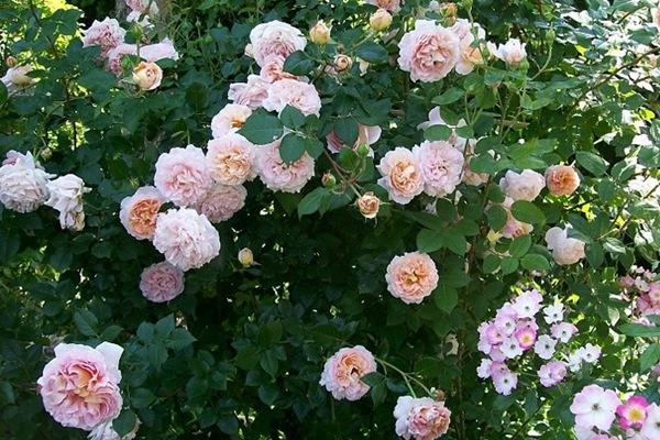 亞伯拉罕·達比（Abraham Darby）