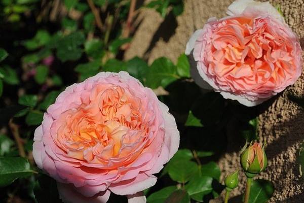 亞伯拉罕·達比（Abraham Darby）