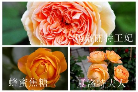 蜂蜜焦糖、夏洛特夫人和瑪格麗特王妃的區(qū)別