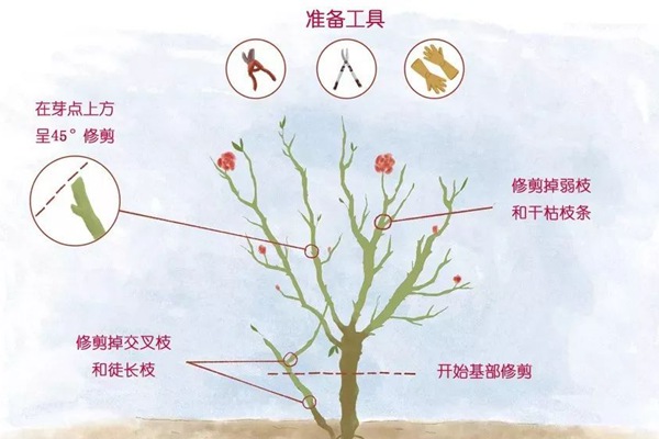 月季春花過后的修剪操作