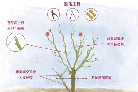 月季春花過(guò)后的修剪操作