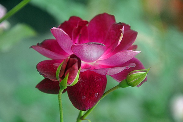 葡萄冰山Burgundy Iceberg