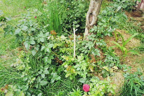 月季邊上可以種些花花草草嗎？