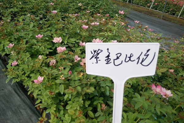 江蘇沭陽月季花苗批發(fā)零售價(jià)格