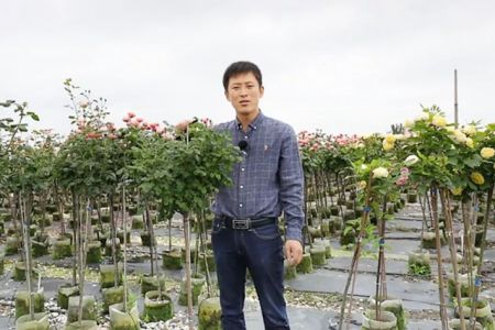 復(fù)花全靠剪，樹狀月季春季花后修剪攻略