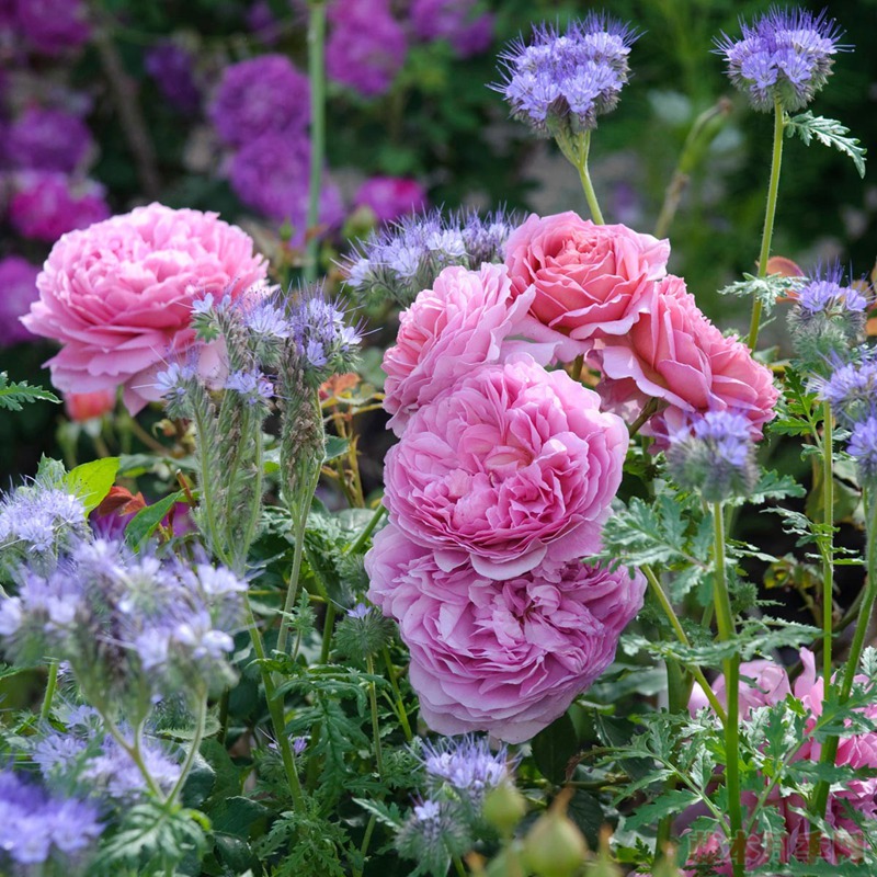 亞歷山德拉肯特公主Princess Alexandra of Kent