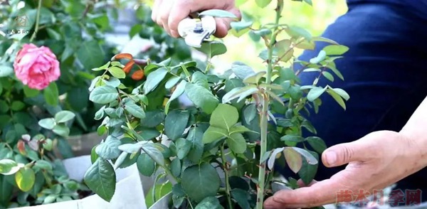 種月季要學會用修剪來控制開花時間