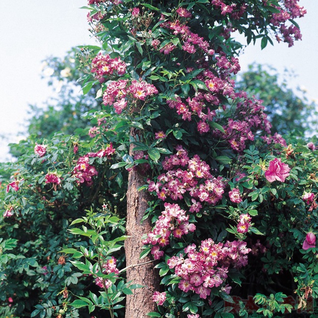 藍(lán)蔓月季