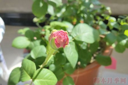 月季小白購買種植初體驗(yàn)(四)——初花不對(duì)版