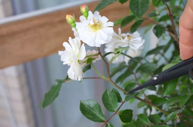 陽臺種植藤本月季花柱，從零開始打造實(shí)錄