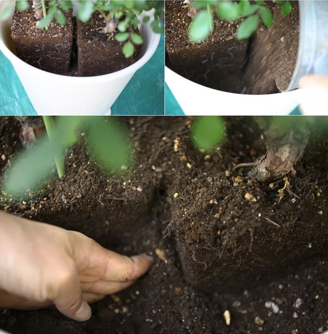 陽臺種植藤本月季花柱，從零開始打造實(shí)錄