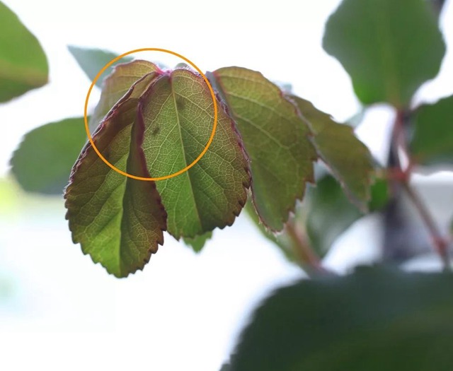 陽臺種植藤本月季花柱，從零開始打造實(shí)錄