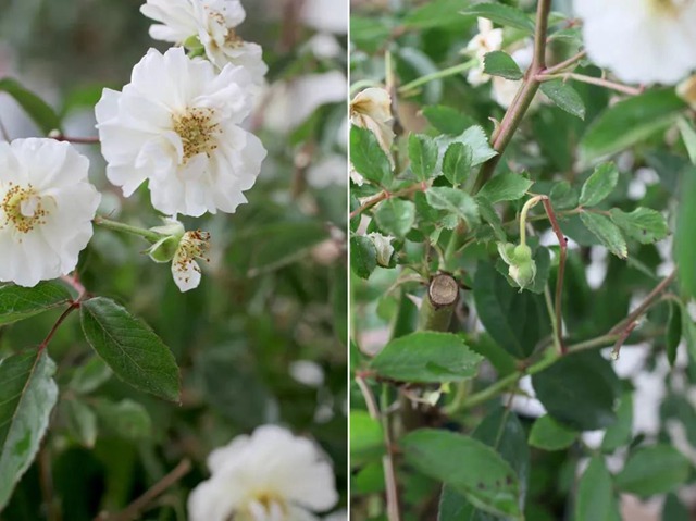 陽臺種植藤本月季花柱，從零開始打造實(shí)錄