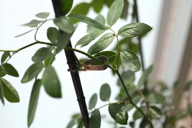 陽臺種植藤本月季花柱，從零開始打造實(shí)錄