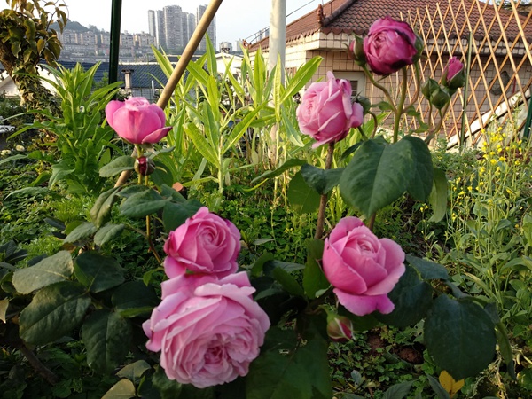 想要買月季花樹苗，這些知識(shí)要了解！