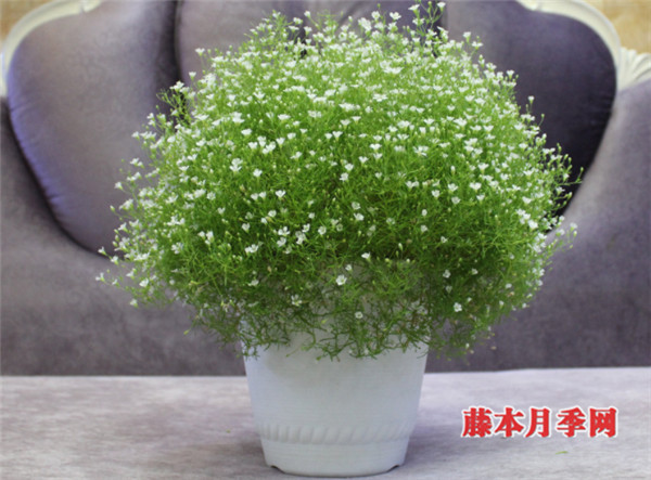 好看又好養(yǎng)，能開(kāi)上千朵花的花卉——滿天星