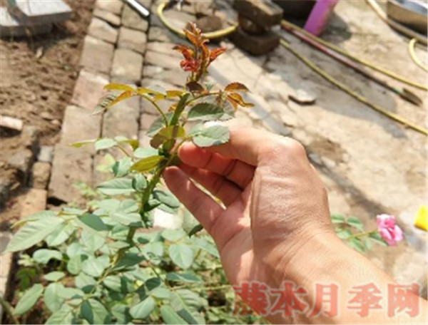 10個花友9個問，牙簽苗怎么才能開爆盆？