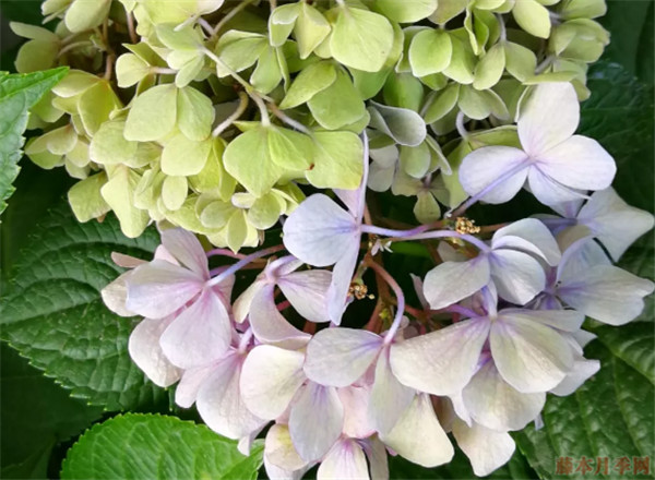 繡球花為什么會(huì)變色 繡球花變色的原理是什么