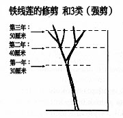 第三類修剪方式（強剪）： 強度修剪，保留2至3對芽的高度 （約20-50厘米）。