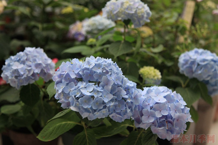 藍(lán)色繡球花花語(yǔ)到底是什么