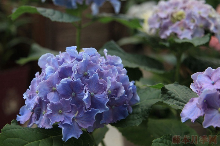 藍(lán)色繡球花花語(yǔ)到底是什么