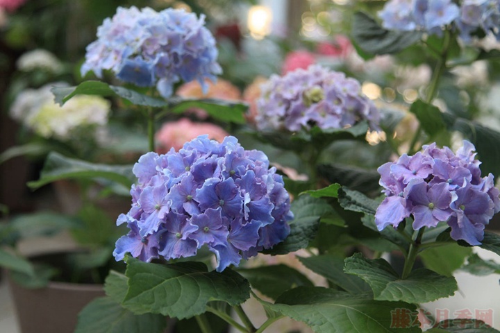 藍(lán)色繡球花花語(yǔ)到底是什么