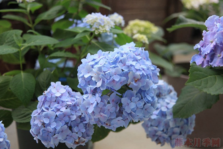 藍(lán)色繡球花花語(yǔ)到底是什么