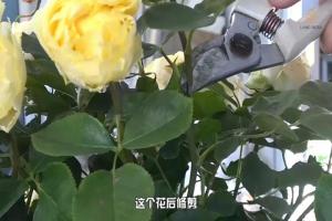 6月白粉病,黑斑病,紅蜘蛛高發(fā)期，如何來進(jìn)行防治？