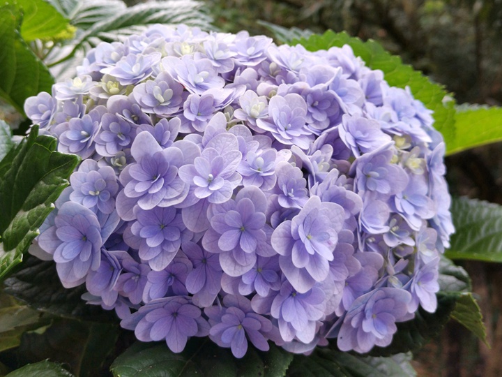 繡球花太陽神殿和花手鞠的區(qū)別