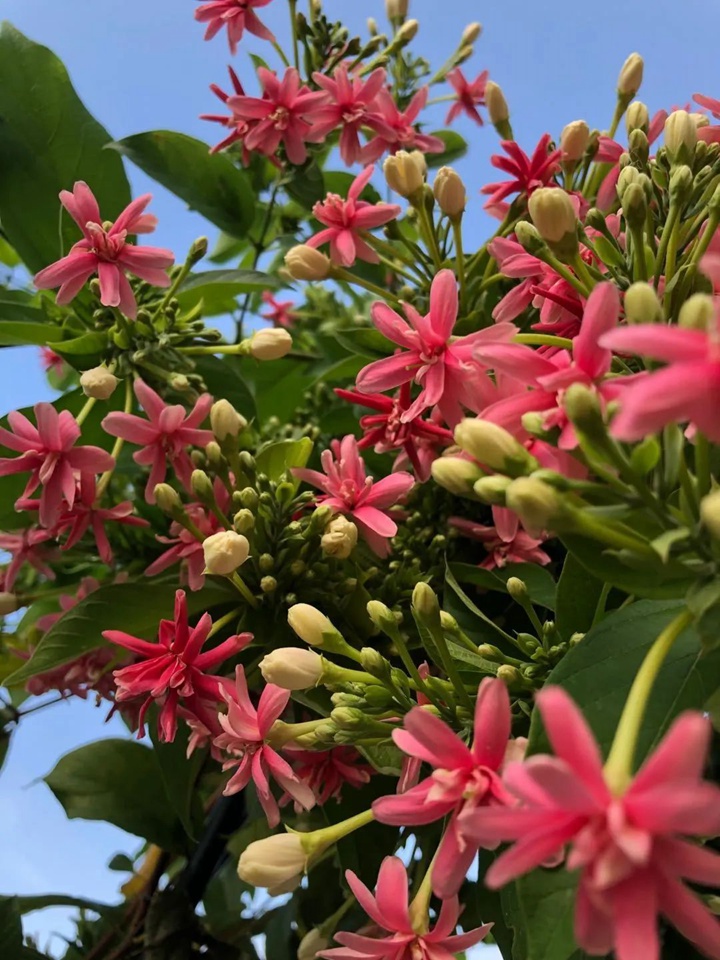 花架上的一顆使君子，點亮兩廣的夏天