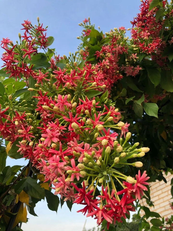 花架上的一顆使君子，點亮兩廣的夏天