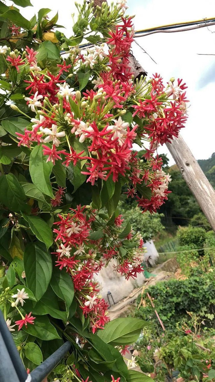 花架上的一顆使君子，點亮兩廣的夏天