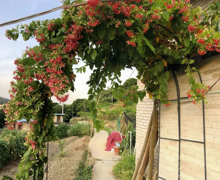 花架上的一顆使君子，點亮兩廣的夏天