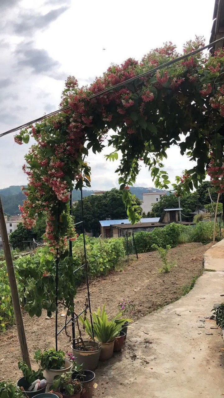 花架上的一顆使君子，點亮兩廣的夏天