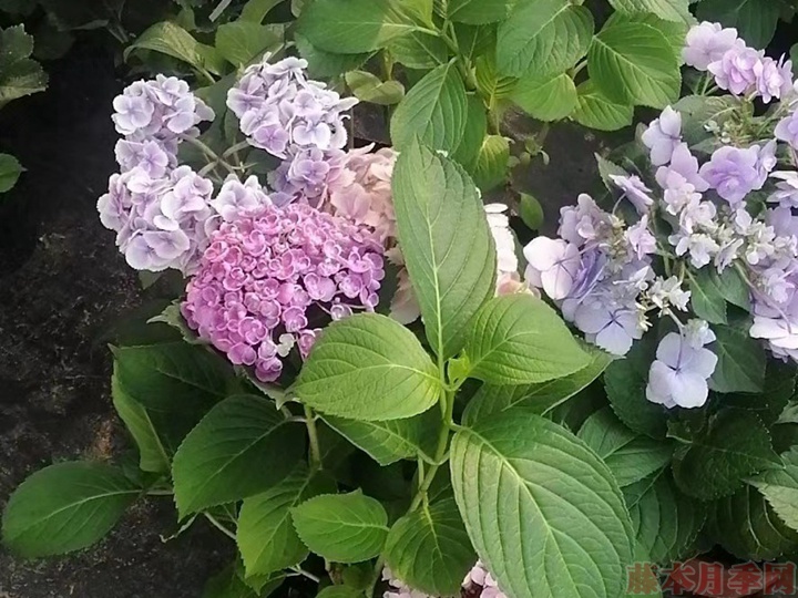 繡球花花瓣焦了怎么辦