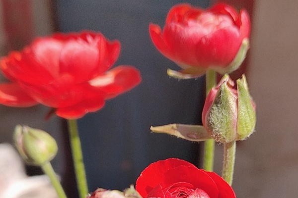 花毛茛的花期是什么時候，能開多久