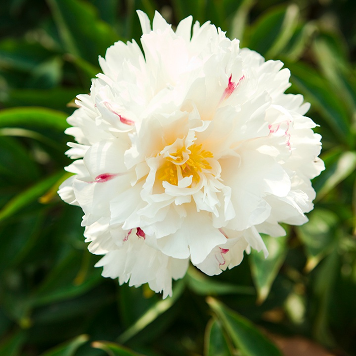 芍藥花什么時候開花，什么時候種植