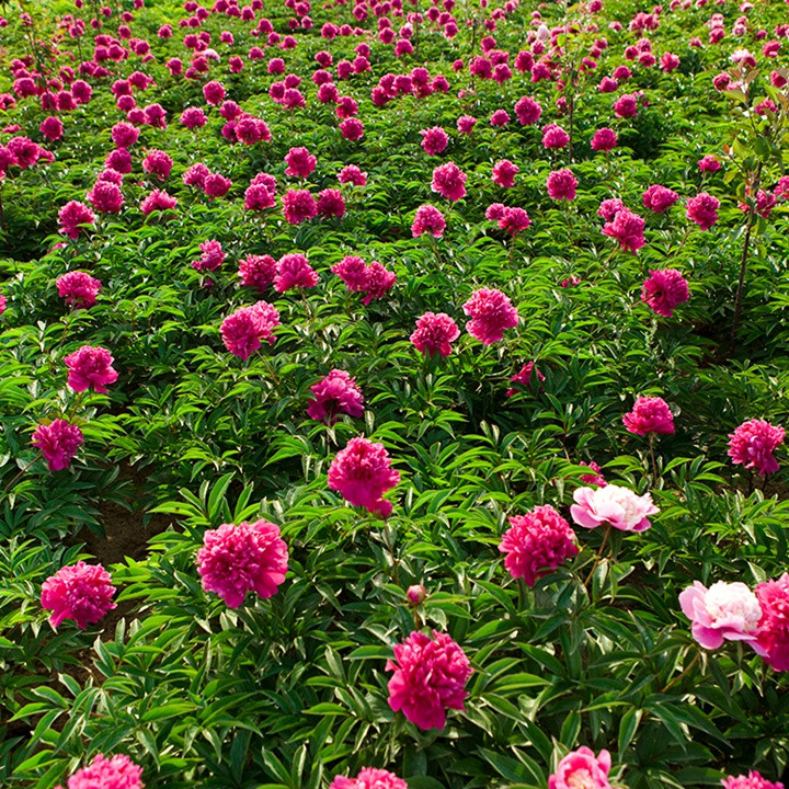 芍藥花什么時候開花，什么時候種植