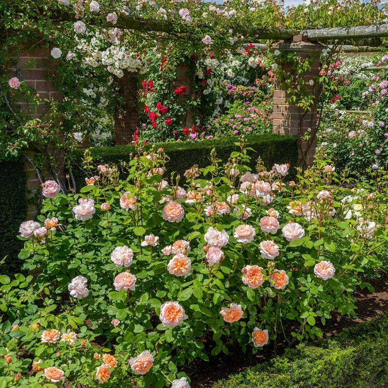 園丁夫人The Lady Gardener 