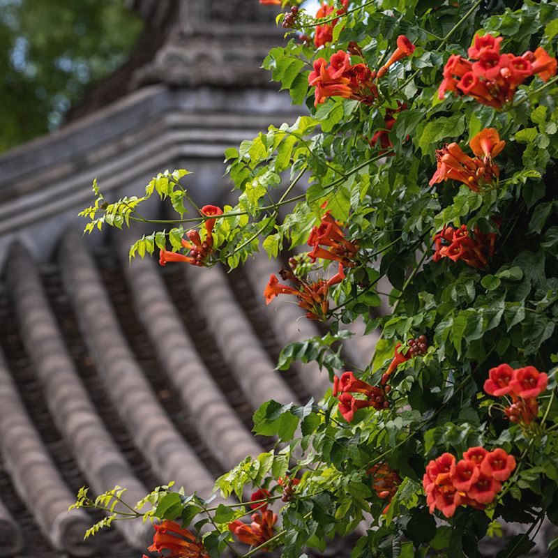 凌霄花