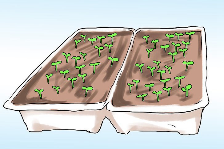 盆栽薄荷的種植方法及注意事項