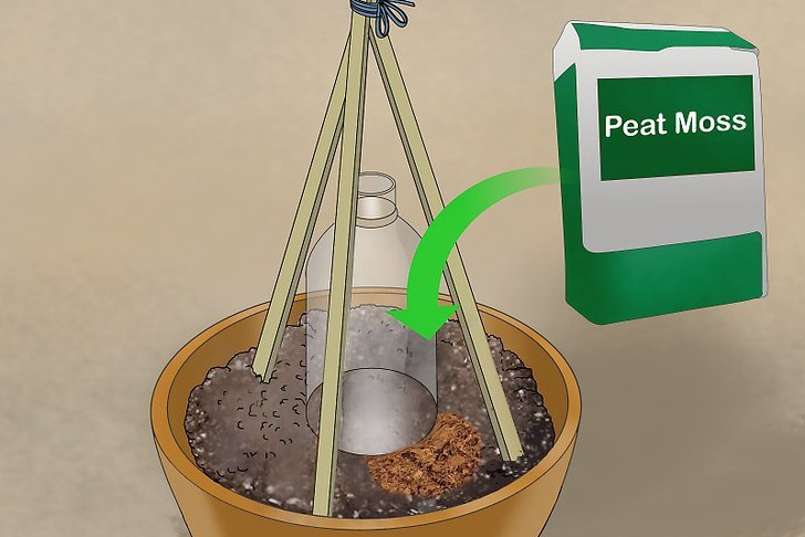 盆栽黃瓜的種植時(shí)間和種植方法