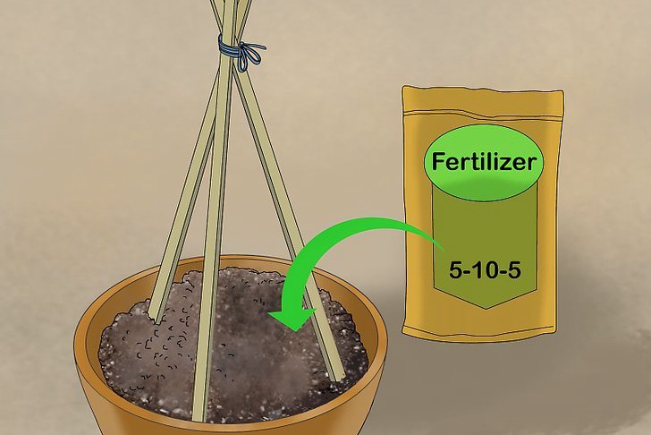 盆栽黃瓜的種植時(shí)間和種植方法