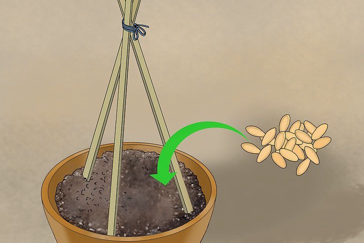 盆栽黃瓜的種植時(shí)間和種植方法