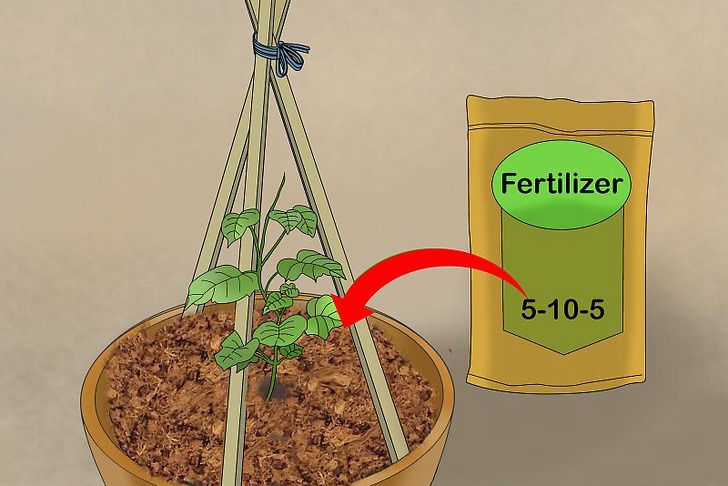 盆栽黃瓜的種植時(shí)間和種植方法