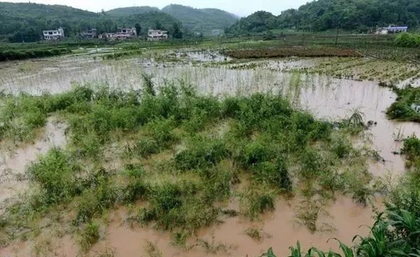 大雨過后草坪、苗木的養(yǎng)護和復壯管理