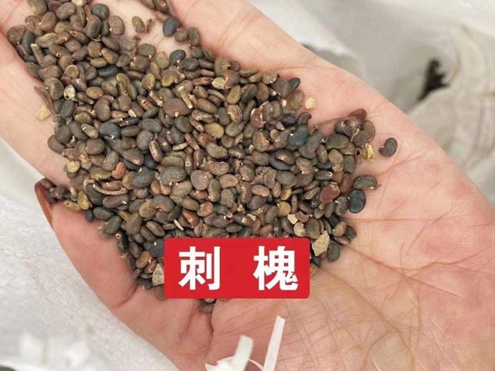 常用的護(hù)坡灌木種子有哪些？